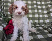 Lady, a female Poodle - Toy  and Poodle - Standard  for sale in Spencerville, IN – Photo 3 of 8