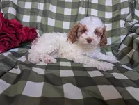 Lady, a female Poodle - Toy  and Poodle - Standard  for sale in Spencerville, IN – Photo 7 of 8