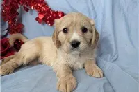 Cooper, a male Golden Retriever and Cavalier King Charles Spaniel for sale in Spencerville, IN – Photo 9 of 9