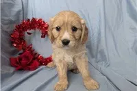 Cooper, a male Golden Retriever and Cavalier King Charles Spaniel for sale in Spencerville, IN – Photo 1 of 9