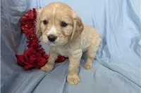 Cooper, a male Golden Retriever and Cavalier King Charles Spaniel for sale in Spencerville, IN – Photo 7 of 9