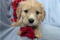 Cooper, a male Golden Retriever and Cavalier King Charles Spaniel for sale in Spencerville, IN – Photo 8 of 9