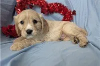 Cooper, a male Golden Retriever and Cavalier King Charles Spaniel for sale in Spencerville, IN – Photo 5 of 9