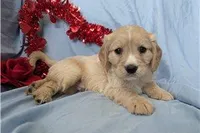 Cooper, a male Golden Retriever and Cavalier King Charles Spaniel for sale in Spencerville, IN – Photo 6 of 9