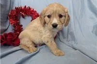 Cooper, a male Golden Retriever and Cavalier King Charles Spaniel for sale in Spencerville, IN – Photo 2 of 9
