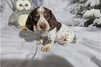 George, a male Miniature Dachshund for sale in Spencerville, IN – Photo 6 of 7