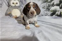 George, a male Miniature Dachshund for sale in Spencerville, IN – Photo 3 of 7