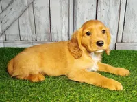 Nugget, a male Golden Retriever and Cavalier King Charles Spaniel for sale in Spencerville, IN – 2 of 2