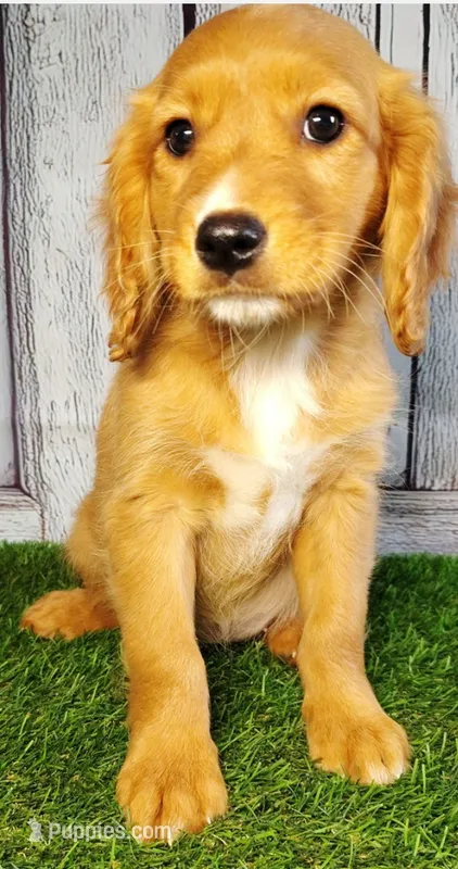 Stella  – Golden Retriever, Cavalier King Charles Spaniel puppy for sale in Spencerville, IN
