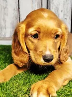 Jasper, a male Golden Retriever and Cavalier King Charles Spaniel for sale in Spencerville, IN – 1 of 3