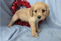 Bailey, a female Golden Retriever and Cavalier King Charles Spaniel for sale in Spencerville, IN – Photo 2 of 8