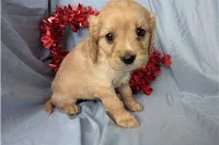 Bailey, a female Golden Retriever and Cavalier King Charles Spaniel for sale in Spencerville, IN – Photo 5 of 8