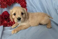 Bailey, a female Golden Retriever and Cavalier King Charles Spaniel for sale in Spencerville, IN – Photo 6 of 8