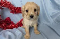 Bailey, a female Golden Retriever and Cavalier King Charles Spaniel for sale in Spencerville, IN – Photo 7 of 8