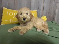 Honey, a female Cavapoo for sale in Spencerville, IN – Photo 4 of 7