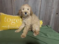 Honey, a female Cavapoo for sale in Spencerville, IN – Photo 7 of 7