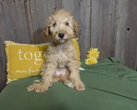 Honey, a female Cavapoo for sale in Spencerville, IN – Photo 5 of 7