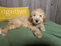 Honey, a female Cavapoo for sale in Spencerville, IN – Photo 2 of 7