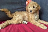 Honey, a female Cavapoo for sale in Spencerville, IN – Photo 8 of 8