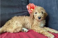 Honey, a female Cavapoo for sale in Spencerville, IN – Photo 6 of 8