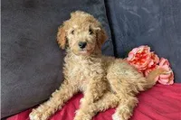 Honey, a female Cavapoo for sale in Spencerville, IN – Photo 3 of 8