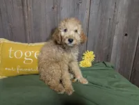 Honey, a female Cavapoo for sale in Spencerville, IN – Photo 6 of 7
