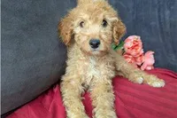 Honey, a female Cavapoo for sale in Spencerville, IN – Photo 2 of 8