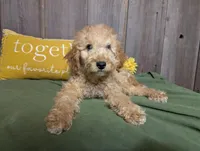 Honey, a female Cavapoo for sale in Spencerville, IN – Photo 1 of 7