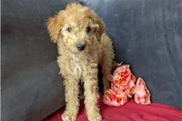 Honey, a female Cavapoo for sale in Spencerville, IN – Photo 5 of 8