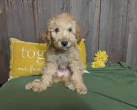Honey, a female Cavapoo for sale in Spencerville, IN – Photo 3 of 7