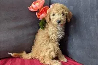 Honey, a female Cavapoo for sale in Spencerville, IN – Photo 7 of 8