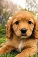 Sandy, a female Golden Retriever and Cavalier King Charles Spaniel for sale in Spencerville, IN – 2 of 2