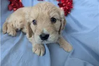 Jett, a male Golden Retriever and Cavalier King Charles Spaniel for sale in Spencerville, IN – Photo 3 of 10