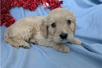 Jett, a male Golden Retriever and Cavalier King Charles Spaniel for sale in Spencerville, IN – Photo 1 of 10