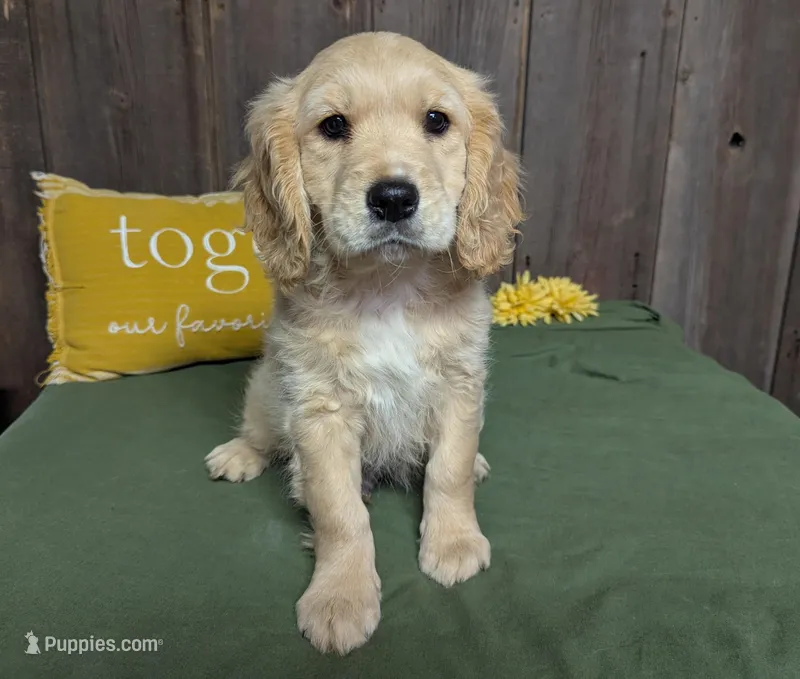 Jett – Golden Retriever, Cavalier King Charles Spaniel puppy for sale in Spencerville, IN