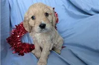 Jett, a male Golden Retriever and Cavalier King Charles Spaniel for sale in Spencerville, IN – Photo 4 of 10