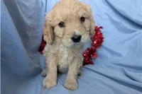 Jett, a male Golden Retriever and Cavalier King Charles Spaniel for sale in Spencerville, IN – Photo 2 of 10