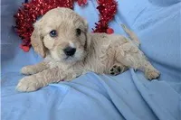 Jett, a male Golden Retriever and Cavalier King Charles Spaniel for sale in Spencerville, IN – Photo 6 of 10