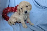 Jett, a male Golden Retriever and Cavalier King Charles Spaniel for sale in Spencerville, IN – Photo 10 of 10