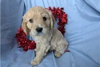 Jett, a male Golden Retriever and Cavalier King Charles Spaniel for sale in Spencerville, IN – Photo 7 of 10
