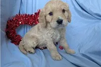 Jett, a male Golden Retriever and Cavalier King Charles Spaniel for sale in Spencerville, IN – Photo 8 of 10