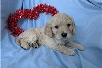 Jett, a male Golden Retriever and Cavalier King Charles Spaniel for sale in Spencerville, IN – Photo 9 of 10