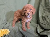 Pearl, a female Poodle - Toy  and Poodle - Standard  for sale in Spencerville, IN – Photo 5 of 8