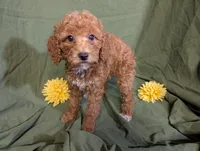 Pearl, a female Poodle - Toy  and Poodle - Standard  for sale in Spencerville, IN – Photo 1 of 8