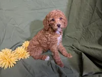 Pearl, a female Poodle - Toy  and Poodle - Standard  for sale in Spencerville, IN – Photo 7 of 8