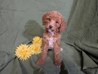 Pearl, a female Poodle - Toy  and Poodle - Standard  for sale in Spencerville, IN – Photo 2 of 8