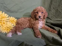 Pearl, a female Poodle - Toy  and Poodle - Standard  for sale in Spencerville, IN – Photo 3 of 8