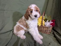Gigi, a female Poodle - Toy  and Poodle - Standard  for sale in Spencerville, IN – Photo 5 of 9