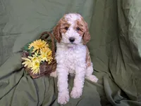 Gigi, a female Poodle - Toy  and Poodle - Standard  for sale in Spencerville, IN – Photo 7 of 9