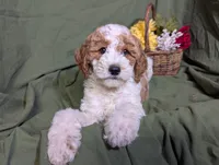 Gigi, a female Poodle - Toy  and Poodle - Standard  for sale in Spencerville, IN – Photo 6 of 9